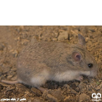 گونه همستر خاکستری Grey Dwarf Hamster